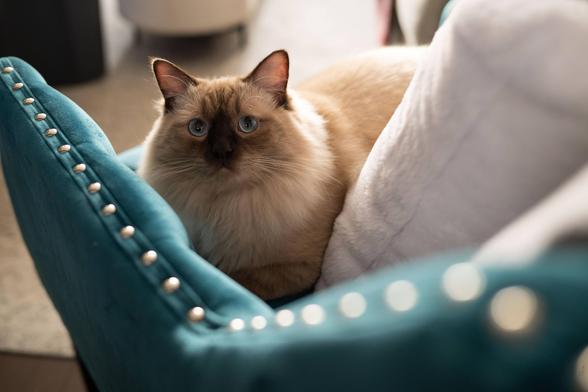 a cat with big blue eyes staring at the camera, sitting on a coucn