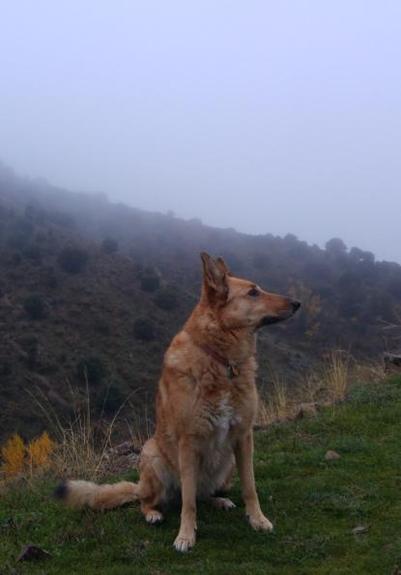 Perra mezcla de collie y pastor alemán color trigo de perfil con montañas al fondo