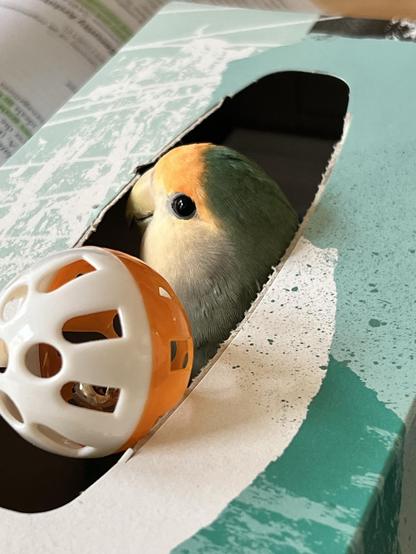 A colorful bird peeks out from a hole in a patterned green box, beside a small orange and white toy ball. A book is slightly blurred in the background.