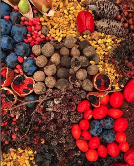 Tropical indigenous fruits 
Photo Big Scrub 