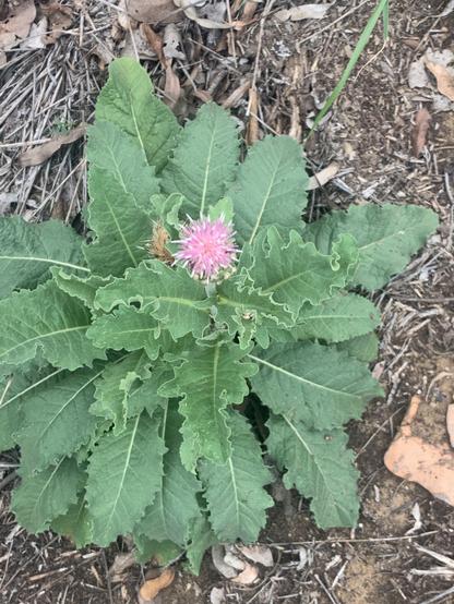 Rhaponticum australe.

Wide green leaves with ruffled edge.
Flower Pink centre with cream/white spikes

 Photo Joe Blatchly