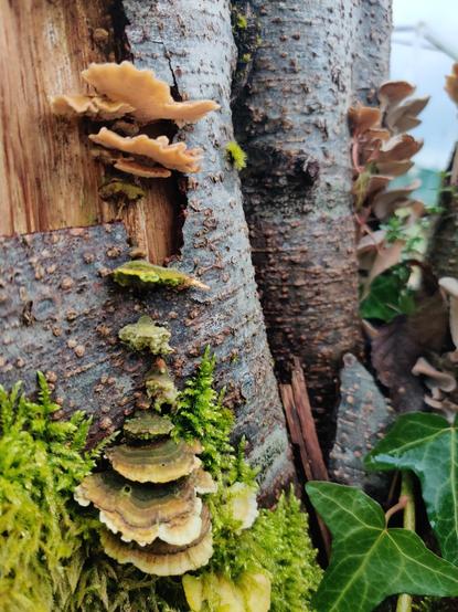 A few shelf fungi reach out from the trunk of a small stump.