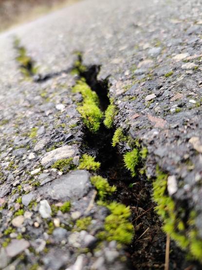 Moss clings to the sides of a deep crack in an asphalt pathway.