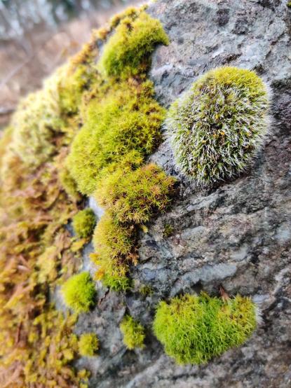 Several different moss varieties grow happily together on a rock.