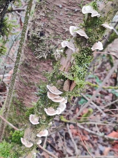 A mossy branch sports about a dozen shelf fungi, each spaced an inch or three from the others.