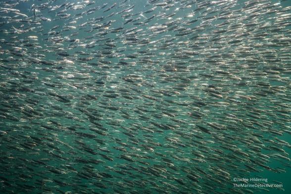 juvenile herring in school