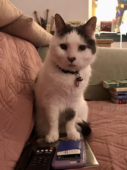 White cat with black markings is sitting up with her tail curled neatly around, staring impatiently at the viewer