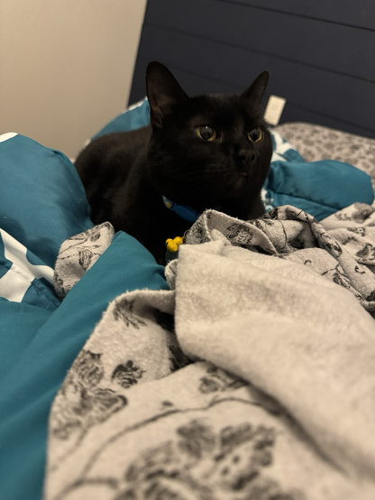 Black cat laying on top of several blankets 