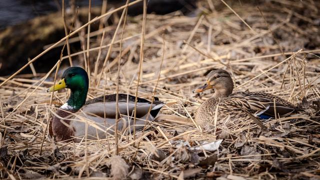 Zwei Enten sitzend im Schilf