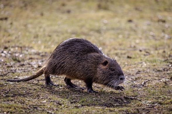 Nutria auf Rasen