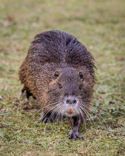 Nutria auf Rasen
