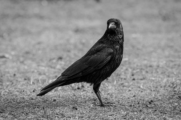 Krähe in Schwarz-Weiß