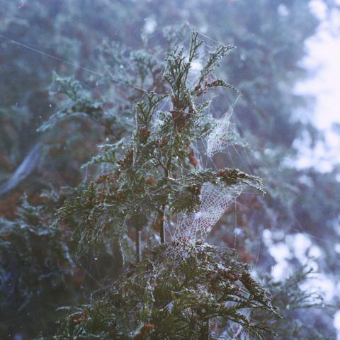 Photo argentique au format 1:1 capturant des toiles d’araignées gelées. Les fils délicats, recouverts de givre, scintillent sous la lumière froide du matin, dessinant un réseau complexe et fragile. Chaque goutte de glace suspendue aux entrelacs semble figer le temps, transformant ces structures naturelles en dentelles cristallisées. L’arrière-plan flou renforce l’aspect onirique et éthéré de la scène. 