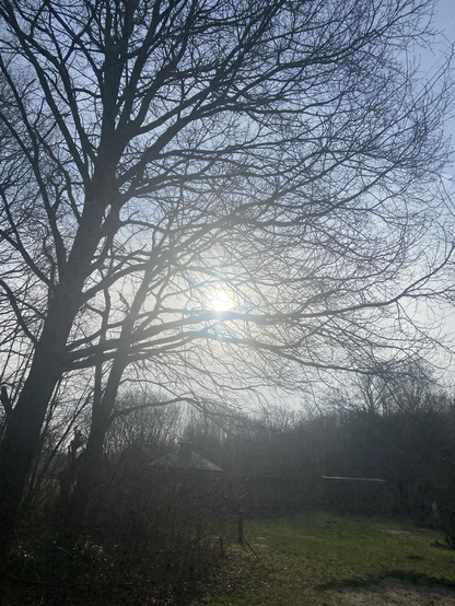 Sun shining brightly through trees today