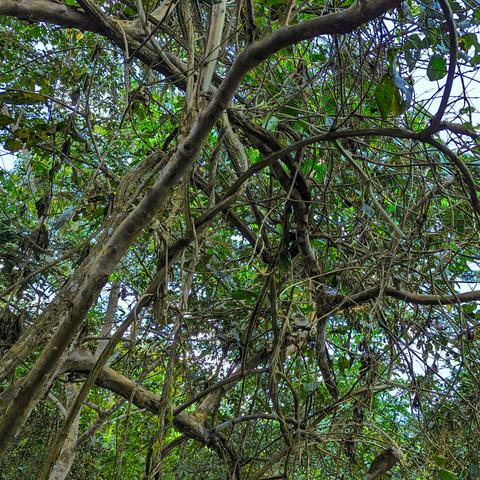Ayahuasca vine (Banisteriopsis caapi) growing in the Amazonian jungle.