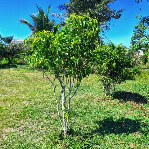 A bush of chacruna (Psychotria viridis) growing in a field.