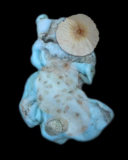 A digital collage made of photo cutouts of a melted sky blue piece of plastic,  a umbrella like tree seed, a sea shell, and a noni fruit, on a black background. 