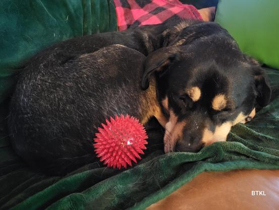 Black and tan dog curled up in a tight donut with a red ball next to his nose. Dog is laying on a green fuzzy blanket.