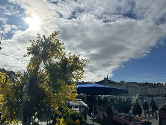 Du mimosa, Notre-Dame de La Garde et le ciel de Marseille