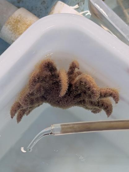 A juvenile sunflower star