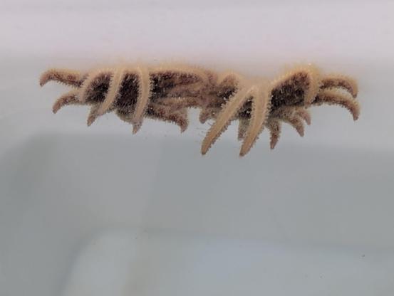 Two juvenile sunflower stars