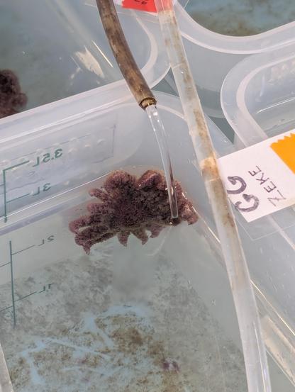 One juvenile sunflower star