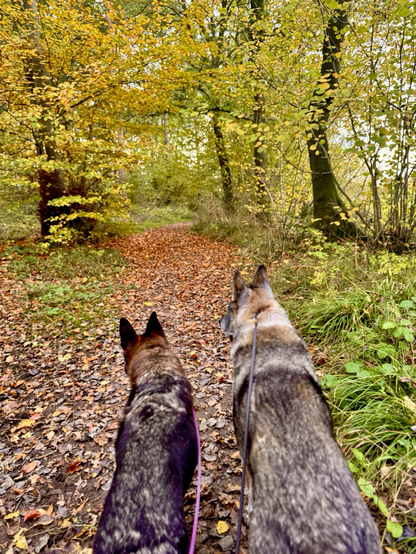 Retired military working dog and half-pint Irish rescue GSD walking in forest