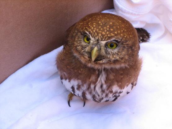 A very angry small brown owl sitting on a white towel inside a box.  Very very angry.  
