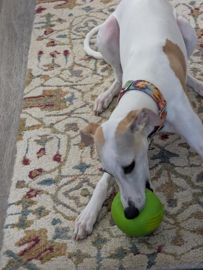 White and red Whippet playing with a green squeaky ball