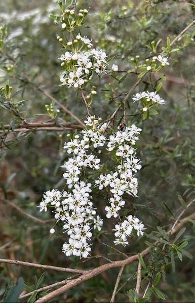 Tupy, Bursaria spinosa; 

Photo: Arimbi Winoto