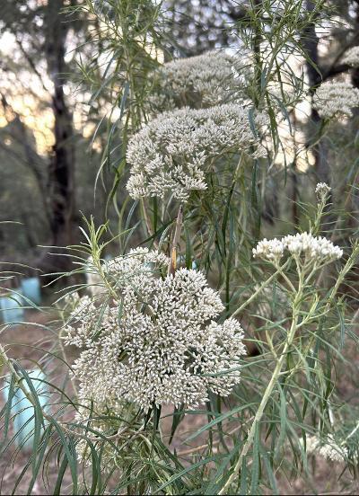  Cauliflower Bush, Cassinia longifolia

Photo: Arimbi Winoto