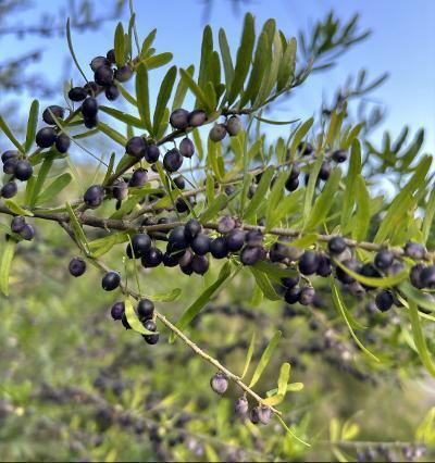 Tree Violet, Melicytus dentatus