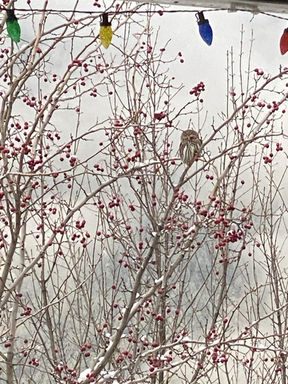 Northern Pygmy owl in the backyard Hawthorne tree