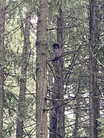 Great Grey Owl on a branch in the forest u behind our lace- rare and out of range so this was a special treat