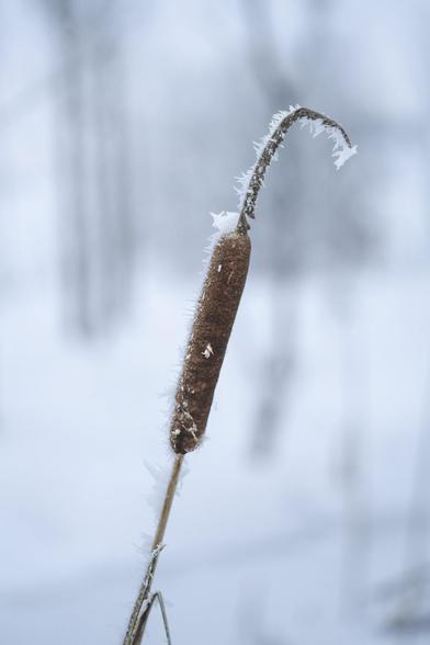 Rohrkolben mit Eisblumen