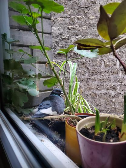 Photo depuis une fenêtre, qui donne sur une cour. Sur le rebord extérieur, trois pots de fleurs, sur celui dans le coin, un pigeon est blotti et nous regarde. C'est Rrrrou, qui a le bout des ailes blanc.