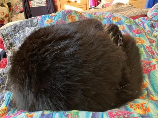 A fluffy black tuxedo cat curled up, sleeping on a colorful patterned bedspread, with various items and clothes in the background. The only white visible are her whiskers and a tiny tuft of her cheek fur.
