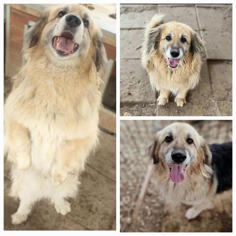 Wuschel ❣️BRIX ❣️
Wer möchte eine Tänzchen wagen? 🤭😍Zum verlieben, der kleine Charmbolzen❗️
🔎
https://prodogromania.de/alle-hunde/brix/
🎬
https://youtu.be/3q9JYKtEDYc
📧
info@prodogromania.de
Rüde ♂️
geb. ca. 2015
Größe: ca. 40-45cm