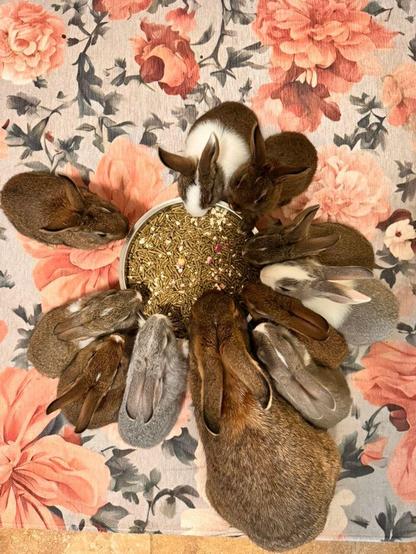 Baby bunnies eating in a circle around a food bowl of pellets with oats and flowers with their mom. Brown, gray, and a few brown & white and gray & white babies. The mama is brown with white tipped ears.