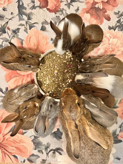 Baby bunnies eating in a circle around a food bowl of pellets with oats and flowers. One of the babies and the mama bunny are looking up at the camera. Brown, gray, and a few brown & white and gray & white babies. The mama is brown with white tipped ears.
