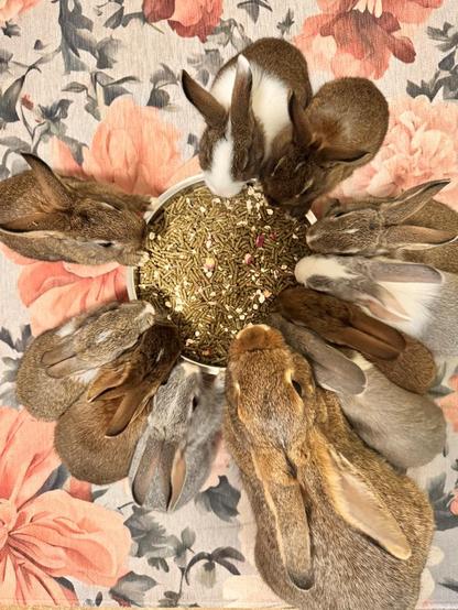 Baby bunnies eating in a circle around a food bowl of pellets with oats and flowers with their mom. Brown, gray, and a few brown & white and gray & white babies. The mama is brown with white tipped ears.