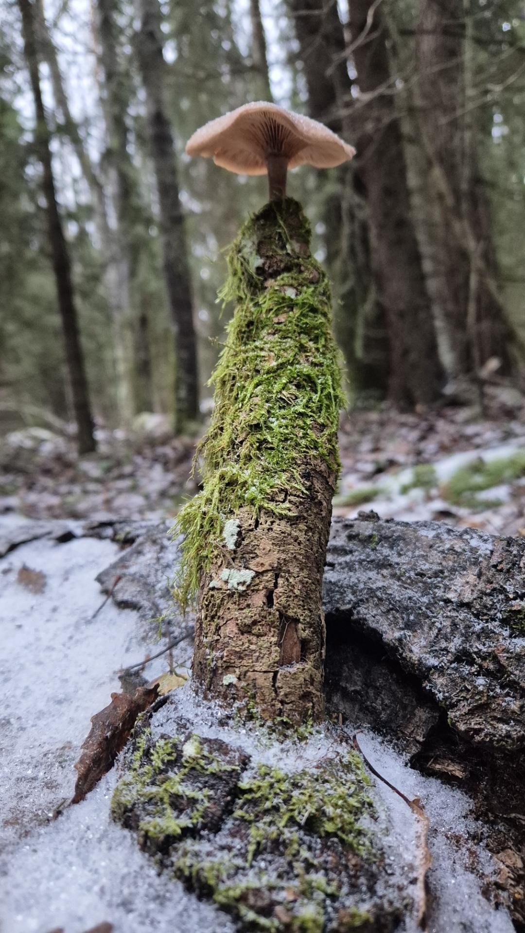 Vaaleanruskea pieni sieni vanhan sammaloituneen pystyssä olevan oksan päässä.