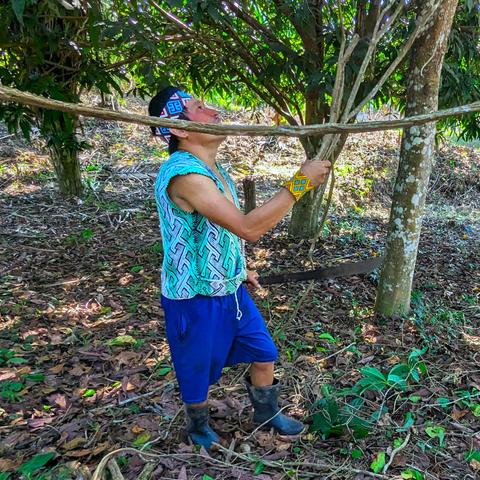 A Huni Kuin medicine man harvesting ayahuasca vine with a machete.