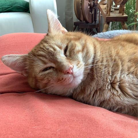 A red cat lounging on a red chair, he seems to be smiling. In the background there is a white leather couch visible, as well as 3 spinning wheels.