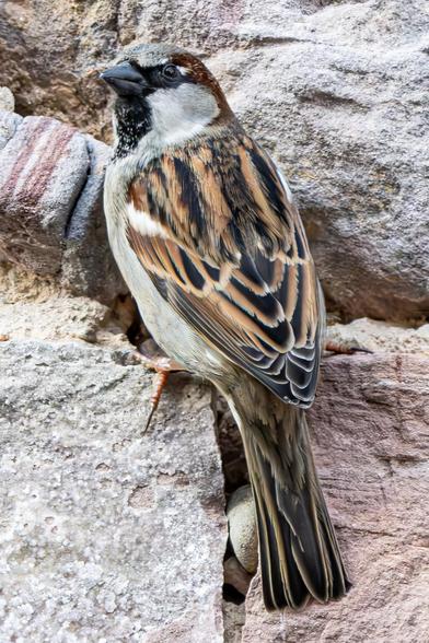Spatz