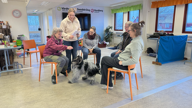 Människor som gör trick med en hund. 