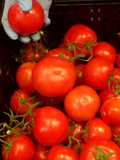 Saftige große Rispen-Tomaten, die in einer Kiste liegen. Die Hand von Gregor Hartz hält eine Tomate in die Kamera. Nachdem wir dreimal die gespendeten und geretteten Lebensmittel nach brauchbaren Tomaten aussortiert haben, entstand dieses Bild.