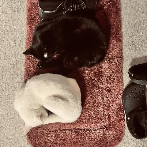 from above, a white cat and a black cat curl up next to each other on a red shoe mat near some shoes