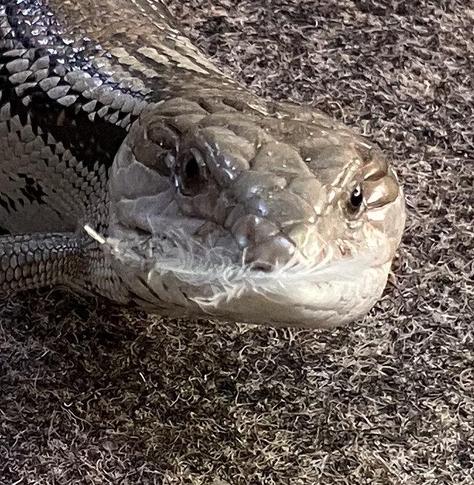 A closeup picture of the head of a Blue Tongued Skink, with a small feather in its mouth.