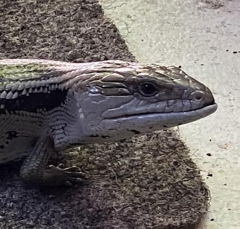A closeup photo of the head of a Blue Tongued Skink in profile, displaying this individual example's characteristic undershot jaw.